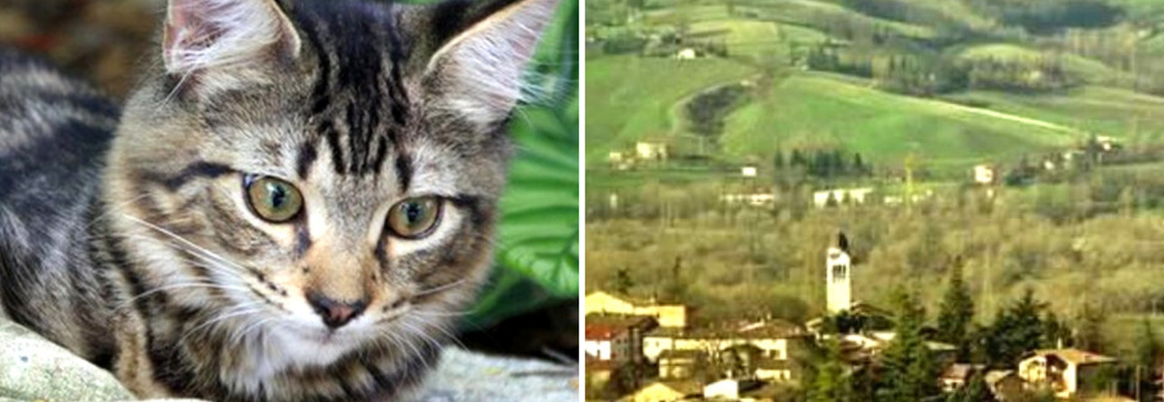 Il paese dove spariscono i gatti: 50 i felini scomparsi da inizio maggio