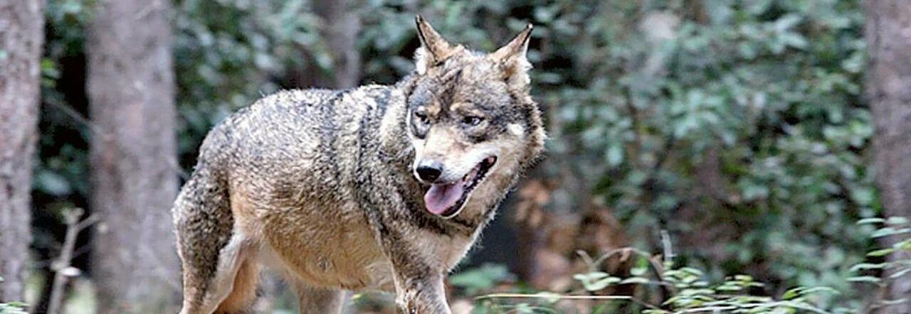 Vallo di Diano, lupo catturato dai bracconieri salvato e rimesso in libertà