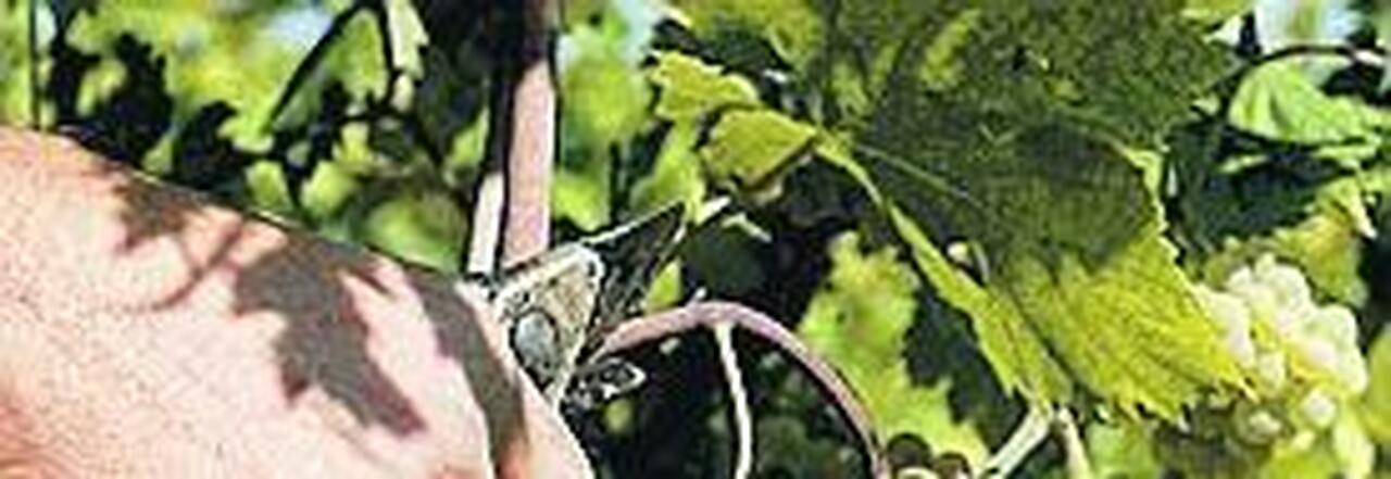 Biodigestore a Chianche, la rabbia dei viticoltori
