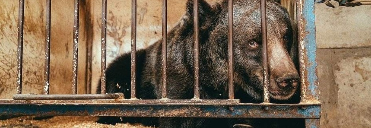 Jambolina, orsa più sola al mondo, morta dopo anestesia: fu liberata dopo 10 anni in gabbia