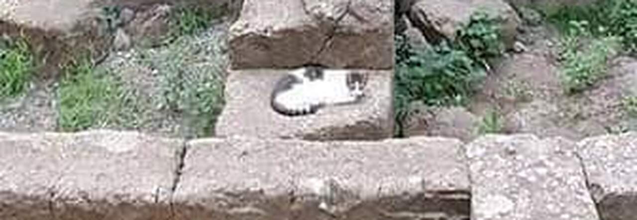 Napoli, spunta una colonia di gatti sulle mura greche dell'antica Neapolis