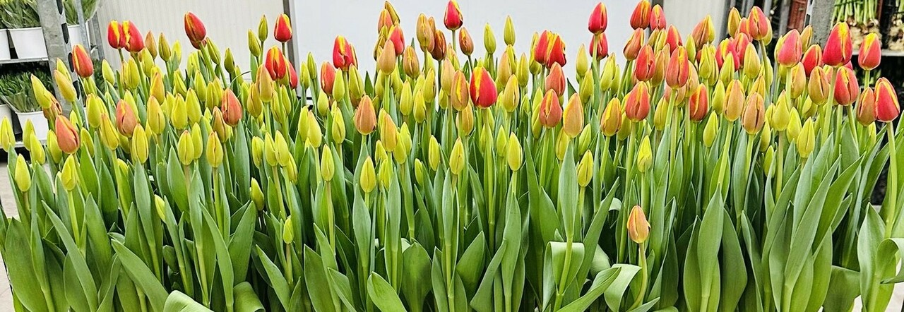 I tulipani donati al parco delle chiocciole di Casalnuovo