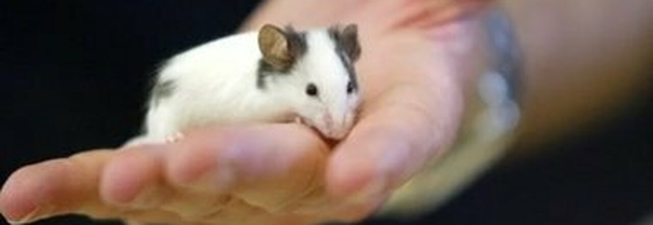 Omicron può "legarsi" ai topi. Allarmante studio danese: come la pandemia può peggiorare