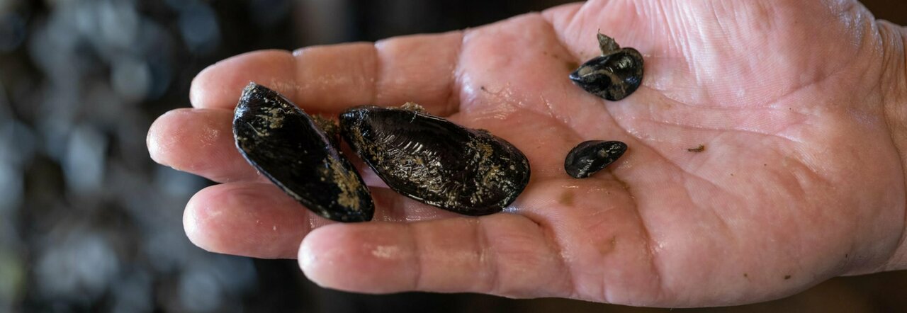 Vongole, ecco perché la siccità le sta distruggendo: «Dovremo importarle dall'estero»