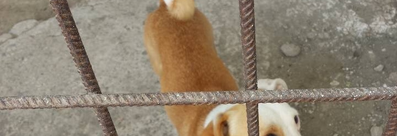 Casoria, cane legato ad una catena e abbandonato