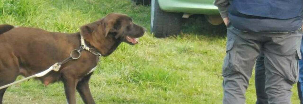 Labrador Tank: il cane su cui il suo ex padrone ha continuato a vegliare