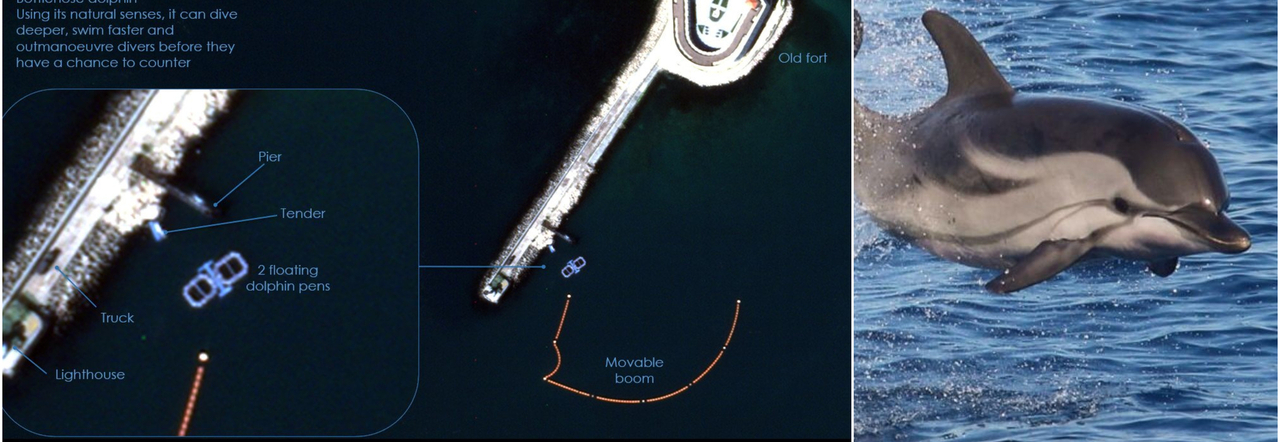 Delfini militari schierati dalla Russia nel Mar Nero. «Servono a rilevare i sottomarini nemici»