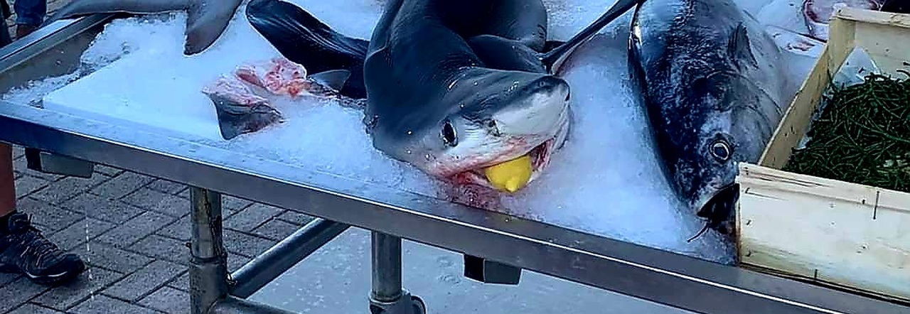 Costa Azzurra, squalo azzurro muore a riva. «Rivenduto a tranci nelle pescherie»