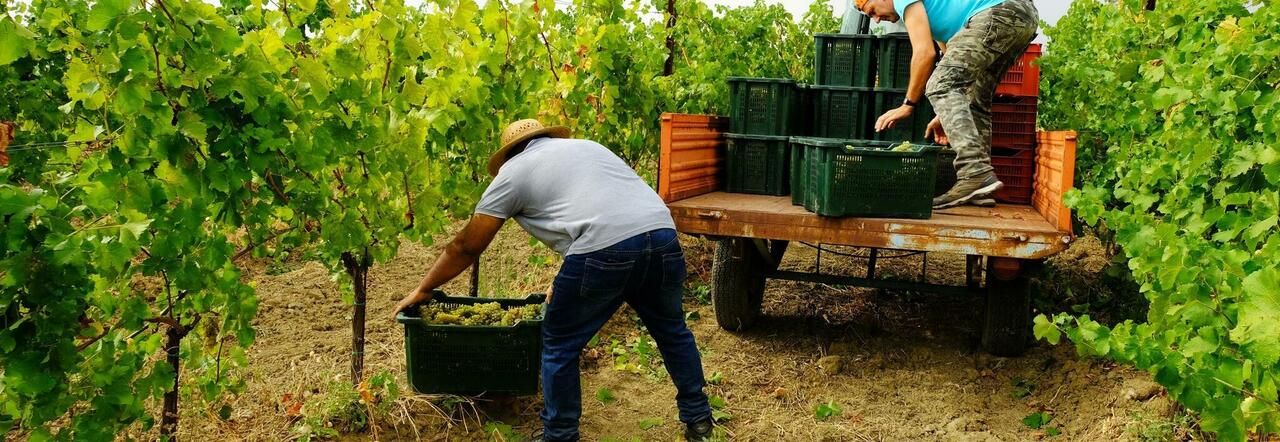 Parte la vendemmia: tra peronospera e clima pazzo, la Puglia alla resa dei  conti