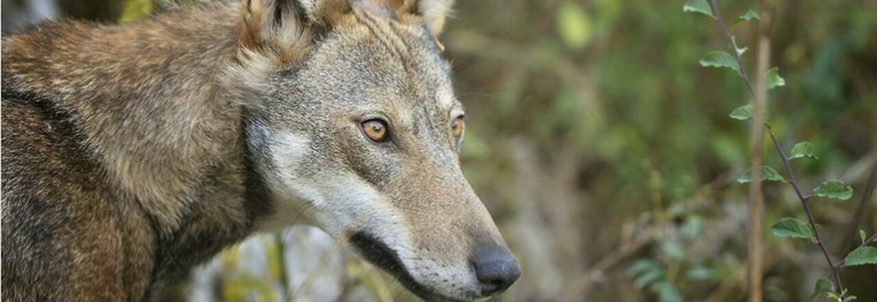 L'uomo non è ancora una preda per i lupi, ma si sono avvicinati [video]