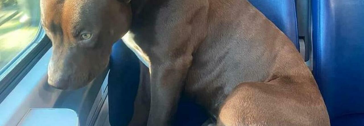 Il cane Roky prende il treno per Venezia da solo, il padrone non lo aveva  portato in gita: la foto lo immortala sul sedile