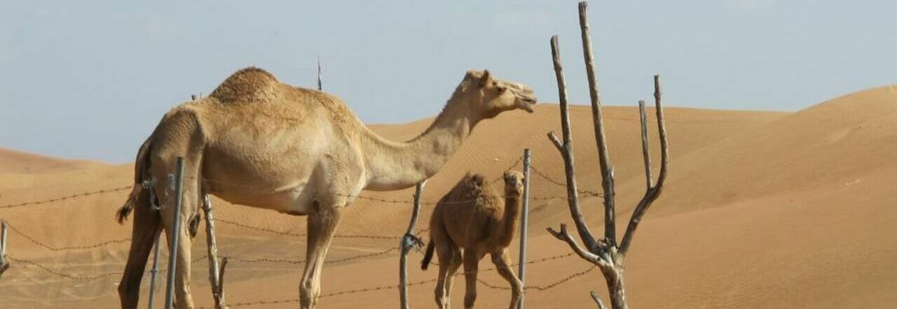 Influenza del cammello, allarme per chi torna dal Qatar. «È più mortale del Covid». Ecco come ci si contagia