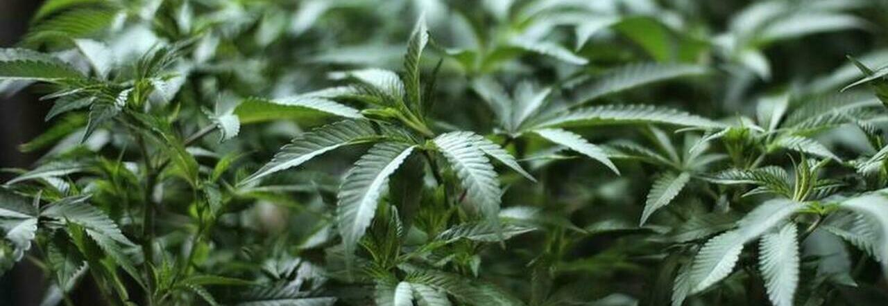 Gragnano, coltivava cannabis in casa: denunciato 22enne