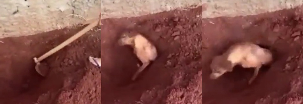 Cane sepolto vivo in giardino dalla vicina di casa 82enne: «Abbaia, non mi  fa dormire» VIDEO CHOC