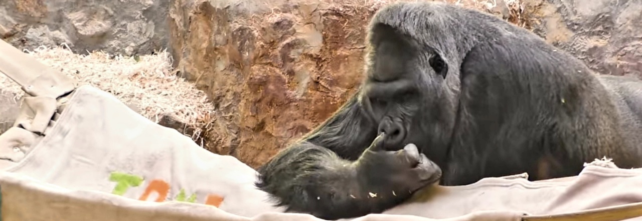 Toni, il gorilla solirario dello zoo di Kiev (immag diffusa da Kiev Garden Zoo e dalla pagina Fb ucraina TONI Zoogorilla News)