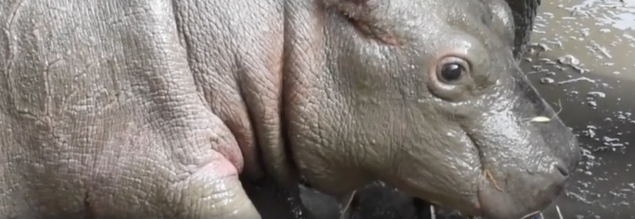 Cucciolo di ippopotamo