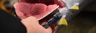 Tonno fresco a rischio: allerta per l'istamina, numerose intossicazioni Tonno fresco a rischio: allerta per l'istamina, numerose intossicazioni