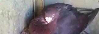 Piccione cova su un gattino e lo difende come fosse suo figlio Piccione cova su un gattino e lo difende come fosse suo figlio