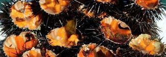 I ricci di mare fanno bene al cuore I ricci di mare fanno bene al cuore