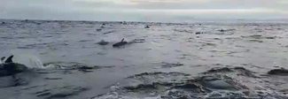 Spettacolo in mare aperto, enorme branco di delfini accompagna la barca di studiosi Spettacolo in mare aperto, enorme branco di delfini accompagna la barca di studiosi