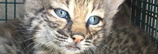 Salvano una cucciolata di gattini. Ma erano delle linci Foto Salvano una cucciolata di gattini. Ma erano delle linci Foto