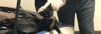 Gattino entra nel motore di una volante, poliziotti lo salvano e lo adottano come mascotte Gattino entra nel motore di una volante, poliziotti lo salvano e lo adottano come mascotte