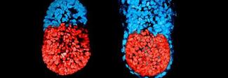 Primo embrione di topo ricavato da cellule staminali: verso la produzione di esseri viventi artificiali Primo embrione di topo ricavato da cellule staminali: verso la produzione di esseri viventi artificiali