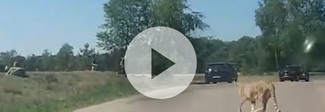 Scendono dall'auto con la bimba in braccio durante il safari: i ghepardi li attaccano Video Scendono dall'auto con la bimba in braccio durante il safari: i ghepardi li attaccano Video