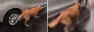 Cane al guinzaglio trascinato con lʼauto: il video choc che sta indignando il web Cane al guinzaglio trascinato con lʼauto: il video choc che sta indignando il web