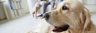 Animale domestico mon amour, nelle case italiane 60 milioni di pet: i preferiti sono i pesci rossi Animale domestico mon amour, nelle case italiane 60 milioni di pet: i preferiti sono i pesci rossi