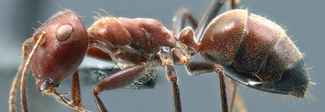 La formica kamikaze, esplosiva e tossica La formica kamikaze, esplosiva e tossica