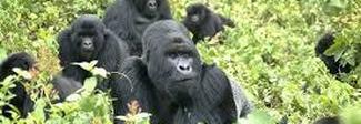 Gorilla in pericolo, Sos del Vaticano: in Congo è a rischio il parco naturale Virunga, patrimonio dell'Unesco Gorilla in pericolo, Sos del Vaticano: in Congo è a rischio il parco naturale Virunga, patrimonio dell'Unesco