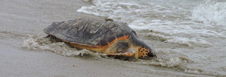 Muzio e Algida tornano in mare: libere le tartarughe caretta-caretta trovate ferite in spiaggia Foto Muzio e Algida tornano in mare: libere le tartarughe caretta-caretta trovate ferite in spiaggia Foto