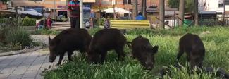Roma, cinghiali a "spasso" tra i rifiuti: è di nuovo emergenza Video Roma, cinghiali a "spasso" tra i rifiuti: è di nuovo emergenza Video