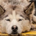 L'Alaska su una slitta trainata dagli husky