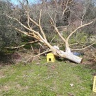 Taglia l'albero con il vento forte: operaio di 58 anni morto schiacciato