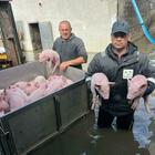 Alluvione in Romagna, l'appello disperato dell'allevatore: «Aiutatemi a salvare i miei 3mila maiali»