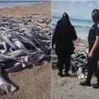 Centinaia di baby squali trovati decapitati e senza pinne: mistero in spiaggia