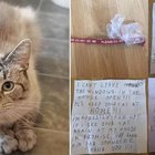 Gatto con doppia vita torna a casa con un inquietante messaggio appeso al collo