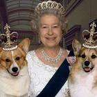 Regina Elisabetta, a chi andranno i suoi cani Corgi? La monarca aveva già pensato anche a loro