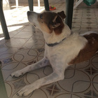 Allontanata dalla spiaggia perché era in compagnia del suo cane Allontanata dalla spiaggia perché era in compagnia del suo cane
