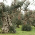 Xylella, un miliardo e mezzo di danni: «Ora più fondi e meno burocrazia». Domani il tavolo a Lecce