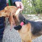Cani con collare elettrico per addestramento: denunciati i proprietari