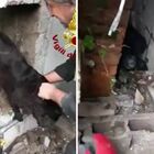 Cane rimane incastrato tra due muri, i vigili del fuoco salvano il Labrador demolendo una parete