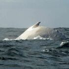 Balena bianca trovata sulla spiaggia in Australia, gli esperti smentiscono: «Non è Migaloo»