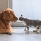 immagine ​Gli animali domestici fanno compagnia, danno tanto affetto e gioia, ma possono anche causare inevitabile stress