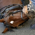 Palermo, cavallo crolla sull'asfalto mentre traina la carrozza: donna riprende tutto e viene minacciata