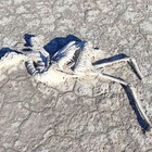 Strage di fenicotteri, migliaia di piccoli trovati morti nel lago salato prosciugato dalla siccità