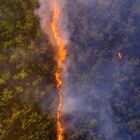 Robert Irwin, figlio di Steve, vince il premio di fotografia naturalistica con il suo scatto su un incendio