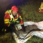Pescara, cerbiatto cade in un canale: salvato dai vigili del fuoco